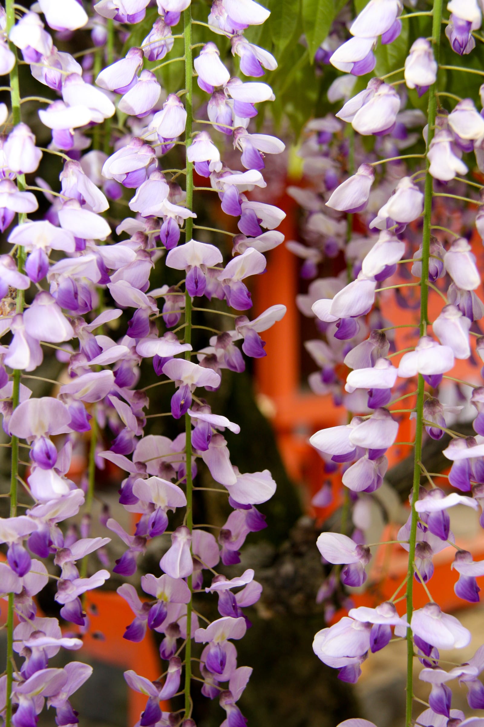 Close-up abstract view of red flowers and branches in soft natural light