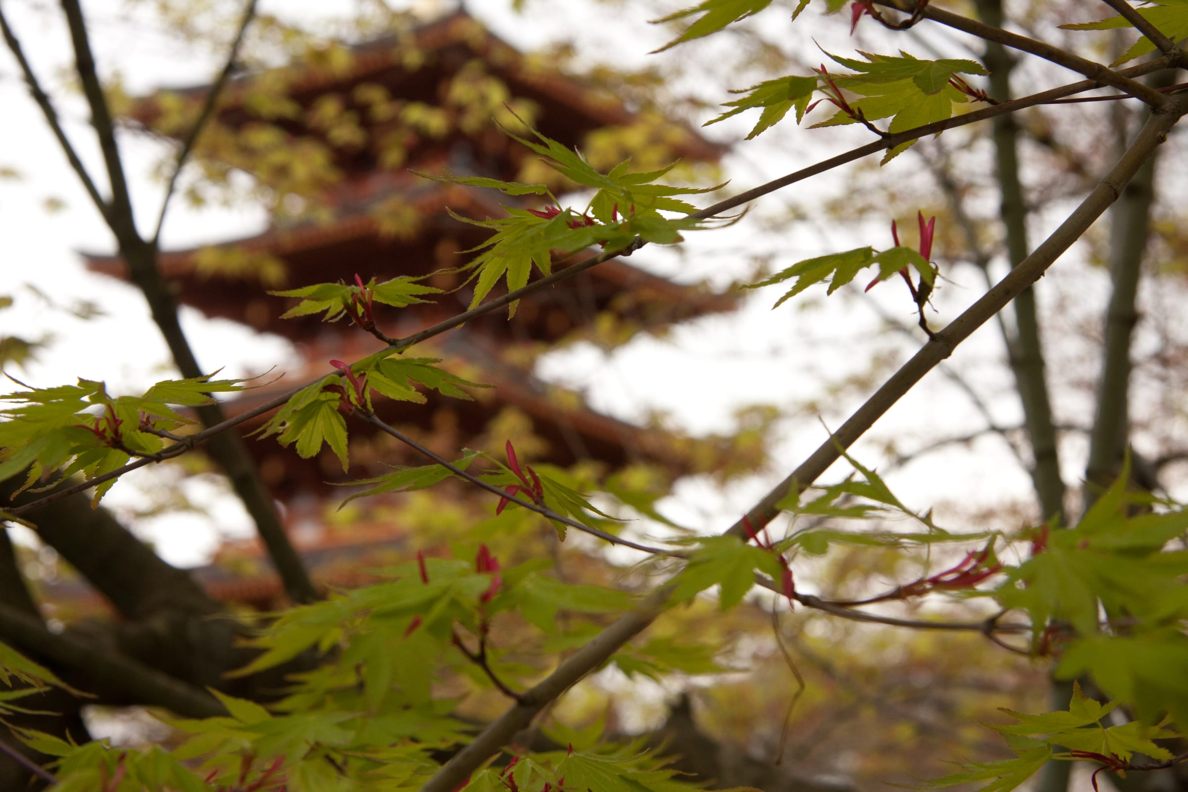 Traditional Japanese pagoda framed by trees and seasonal foliage