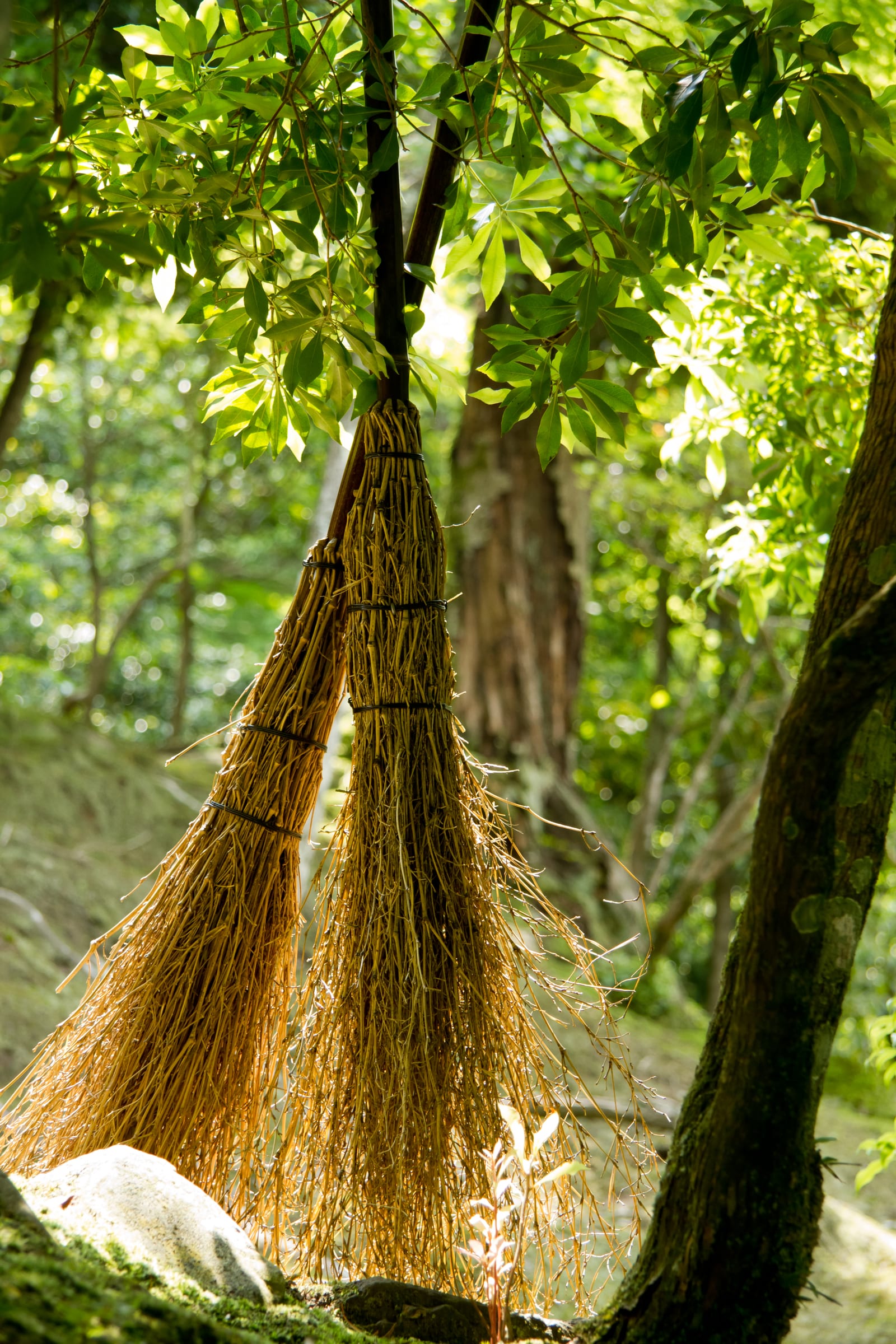 Large textured tree trunk and branches in a quiet natural setting
